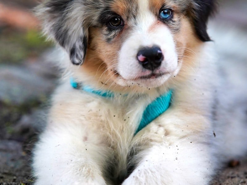 Golden Retriever Puppies - AKC Registered